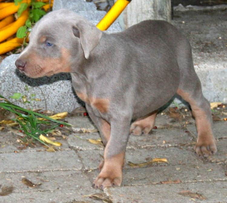 Doberman puppies