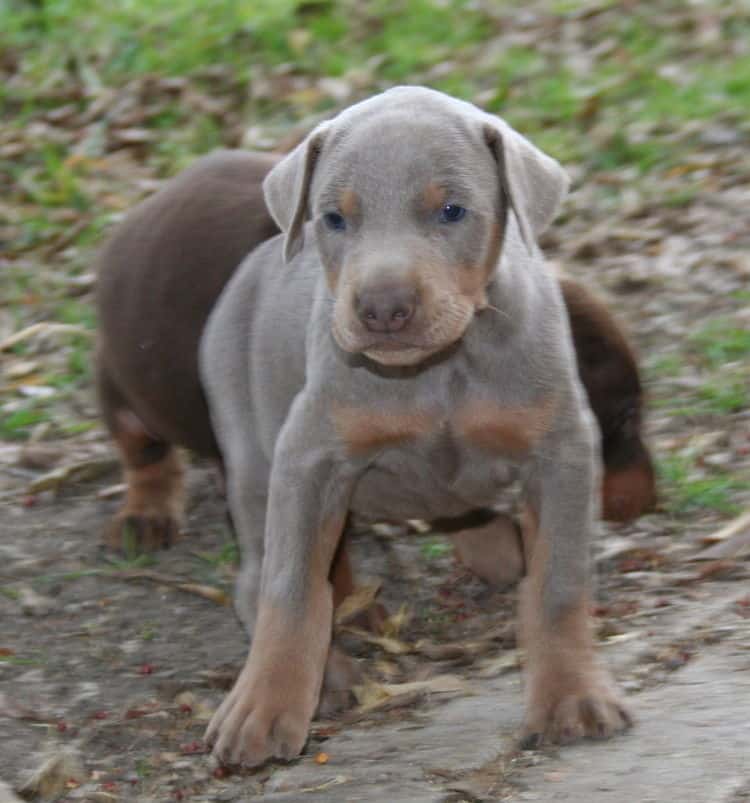 Doberman puppies