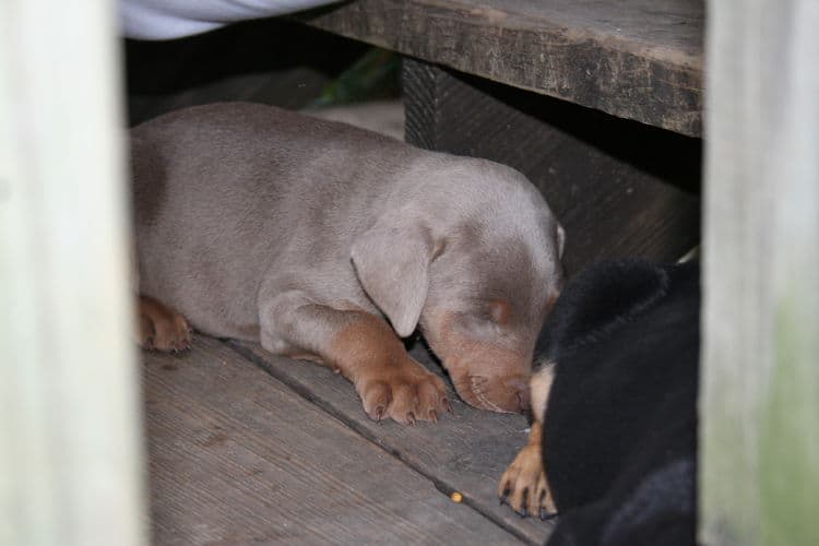 Doberman puppies