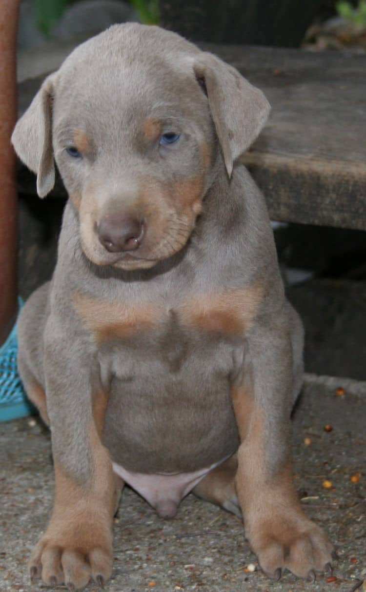 Doberman puppies