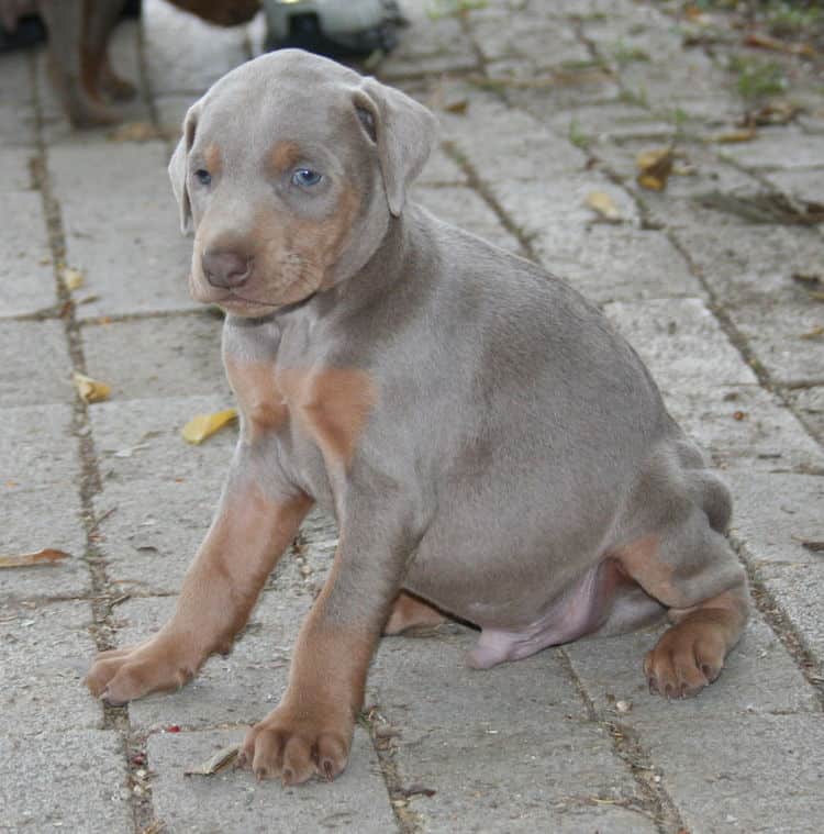 Doberman puppies