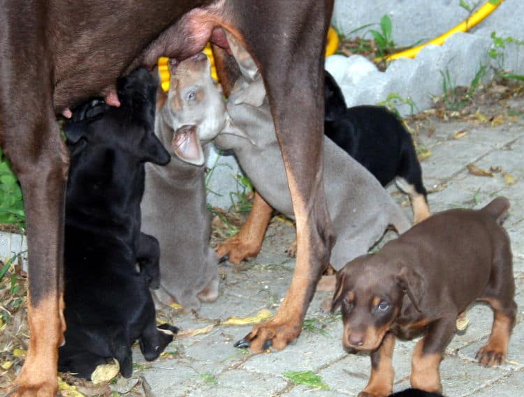 Doberman puppies