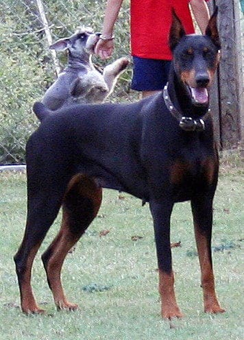 Doberman Adult Female