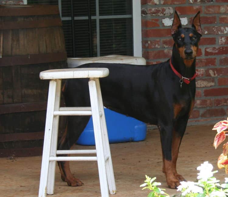 black/rust female doberman breeding dam