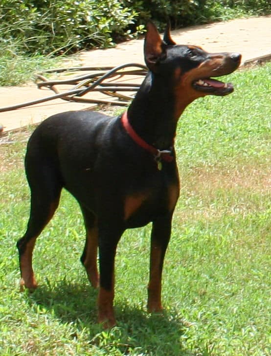 black/rust female doberman breeding dam