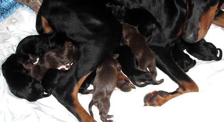 newborn doberman puppies blacks and reds