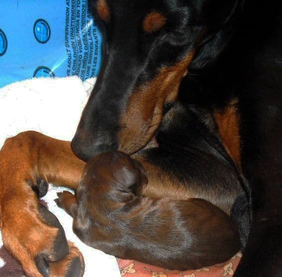 newborn doberman puppies blacks and reds