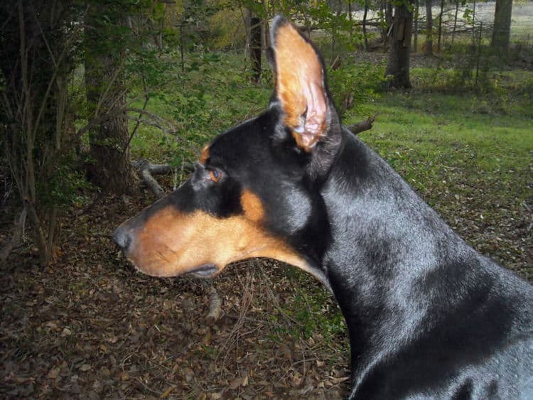 Aires - black rust female breeding doberman; owned by the Watsons