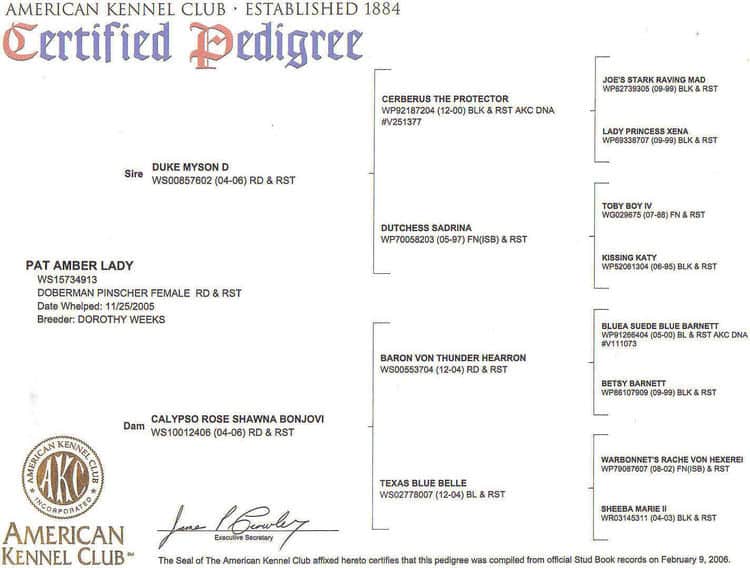Doberman Pinscher Pedigree