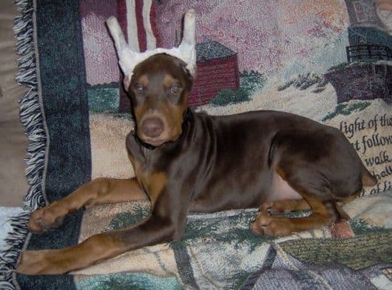 Doberman Pinscher puppy wrapped ears