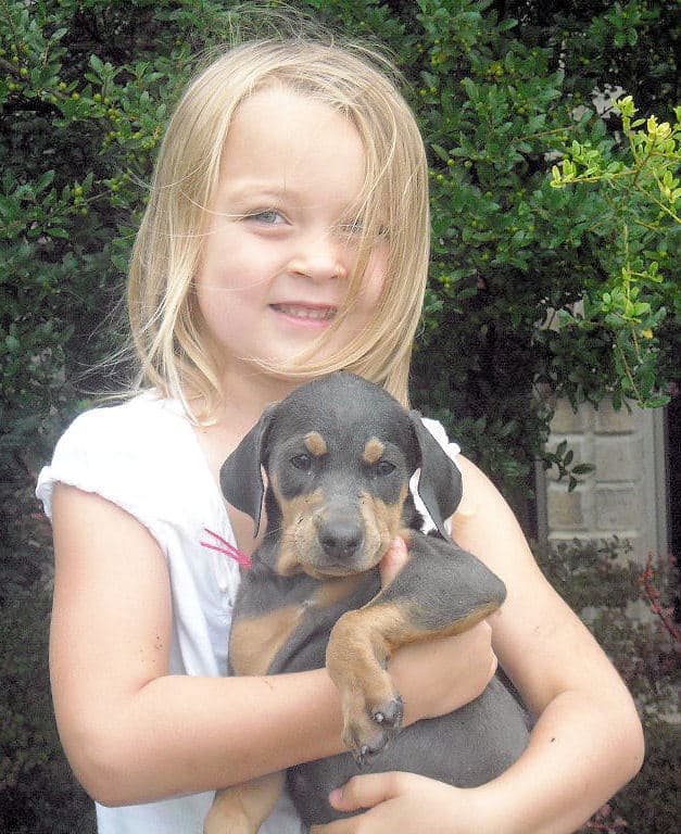 blue female doberman pup