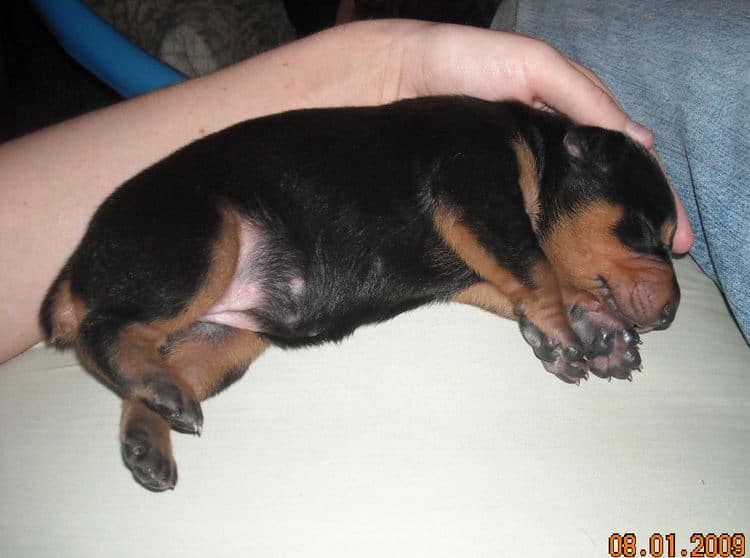 1st week old doberman puppy pictures