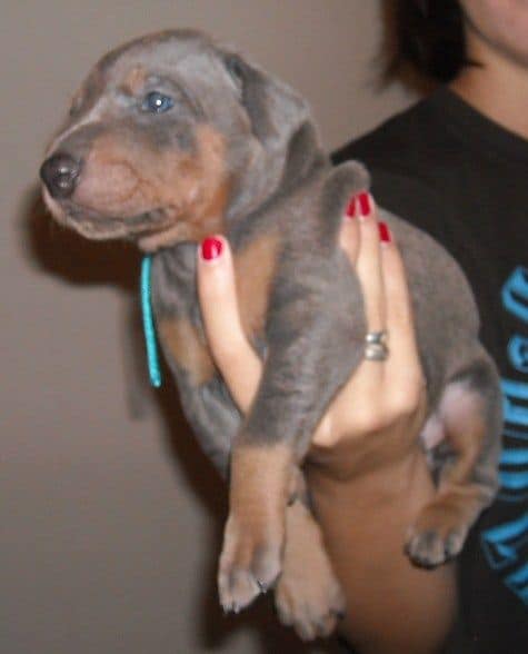 Blue and rust male doberman puppy