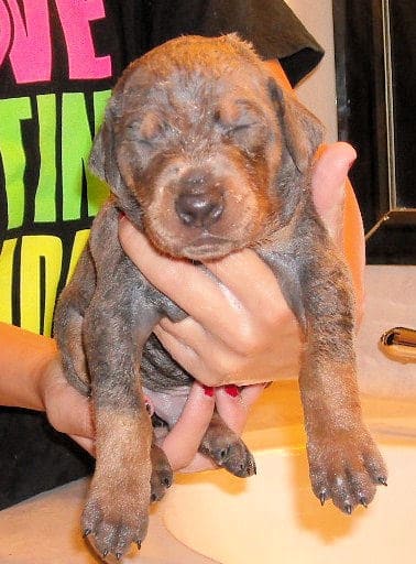 blue and rust male doberman puppy