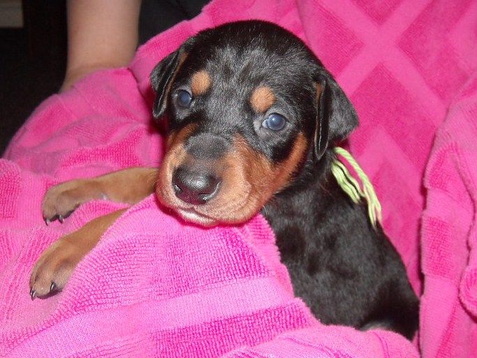 Black and rust female doberman puppy