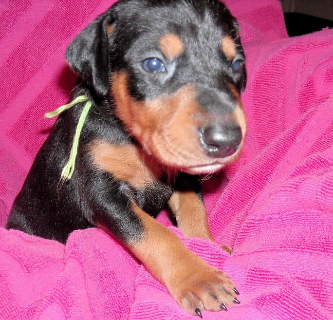 Black and rust female doberman puppy