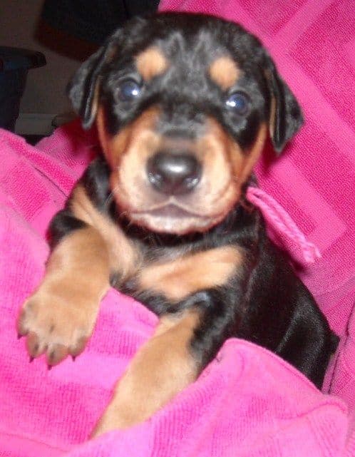 Black and rust female doberman puppy