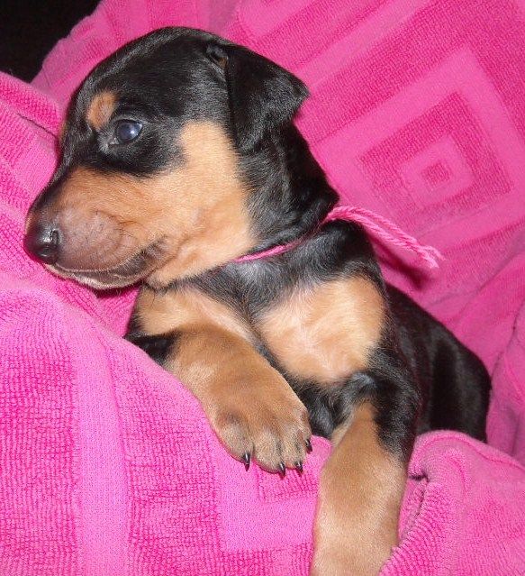 Black and rust female doberman puppy