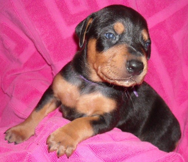 3 week old pics of blues and blacks - dobermann pups