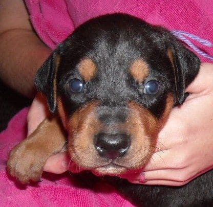 3 week old pics of blues and blacks - dobermann pups