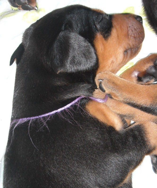 3 week old pics of blues and blacks - dobermann pups