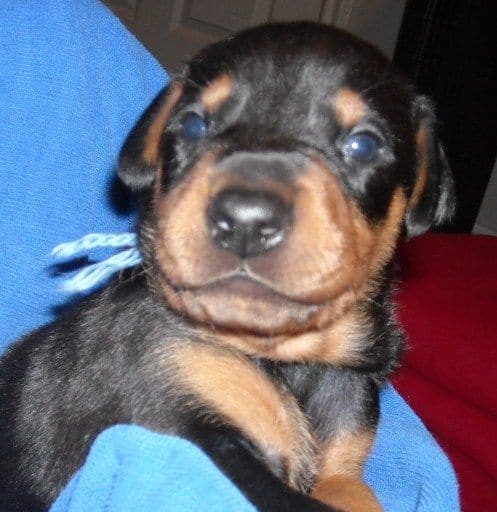 black and rust male doberman puppy