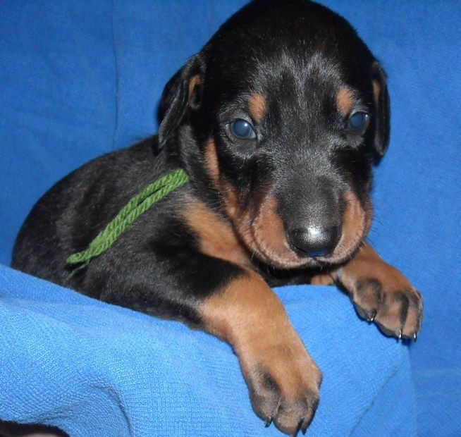 black and rust male doberman puppy