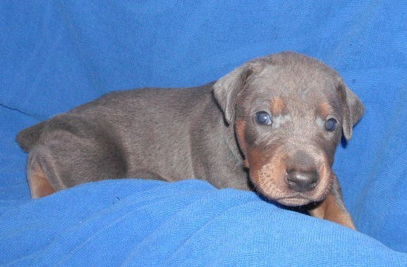 blue and rust male doberman puppy