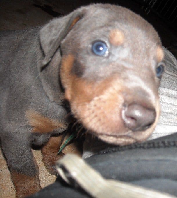 blue and rust male doberman puppy