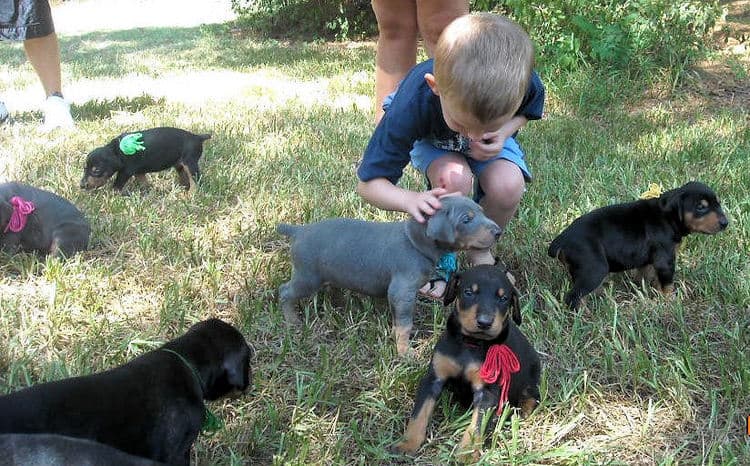 blue and rust male doberman puppy and family