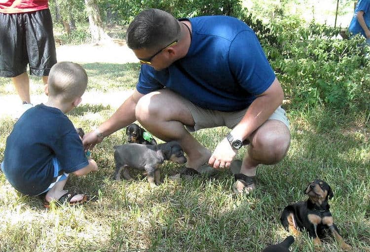 4 week old dobie pups