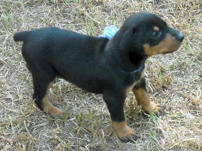 Black and rust female doberman puppy