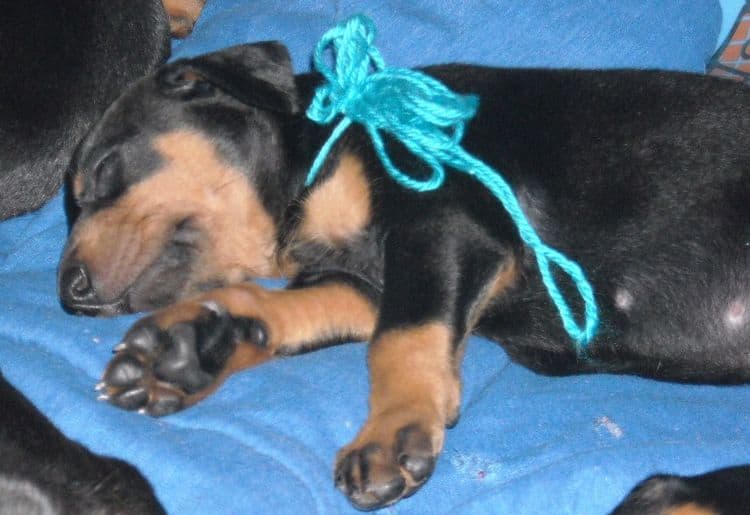 Black and rust female doberman puppy