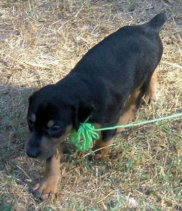 Black and rust female doberman puppy