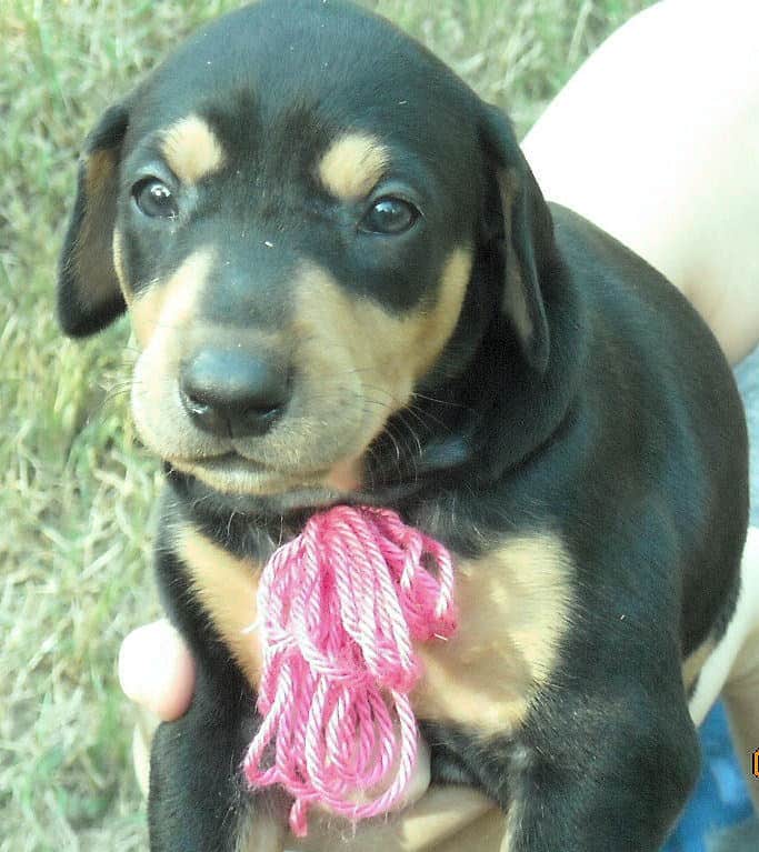 Black and rust female doberman puppy