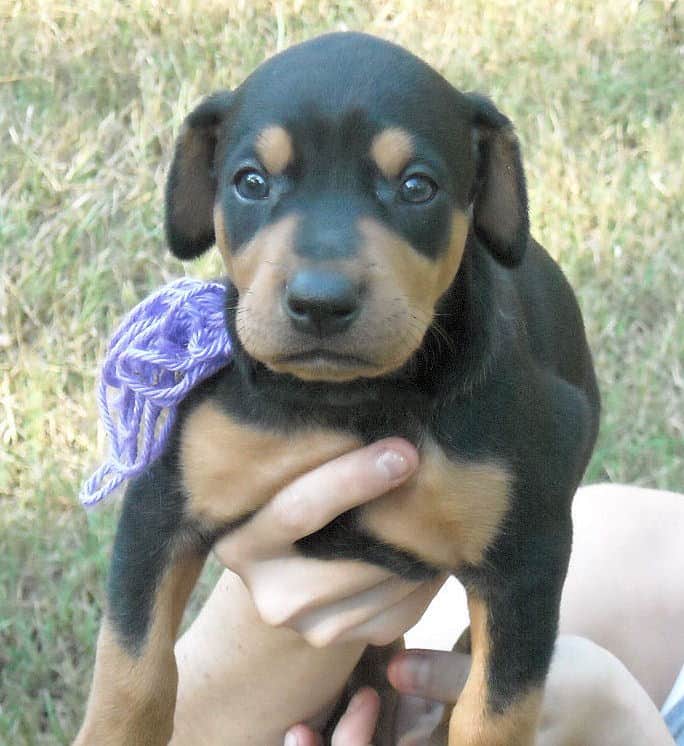 Black and rust female doberman puppy