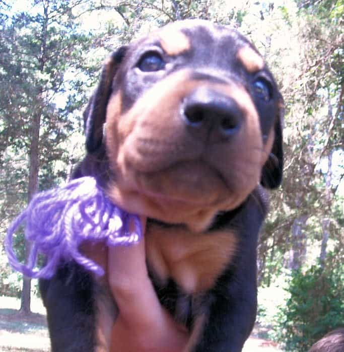 Black and rust female doberman puppy