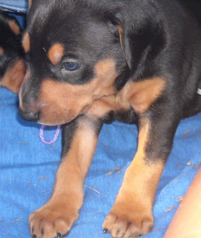 Black and rust female doberman puppy