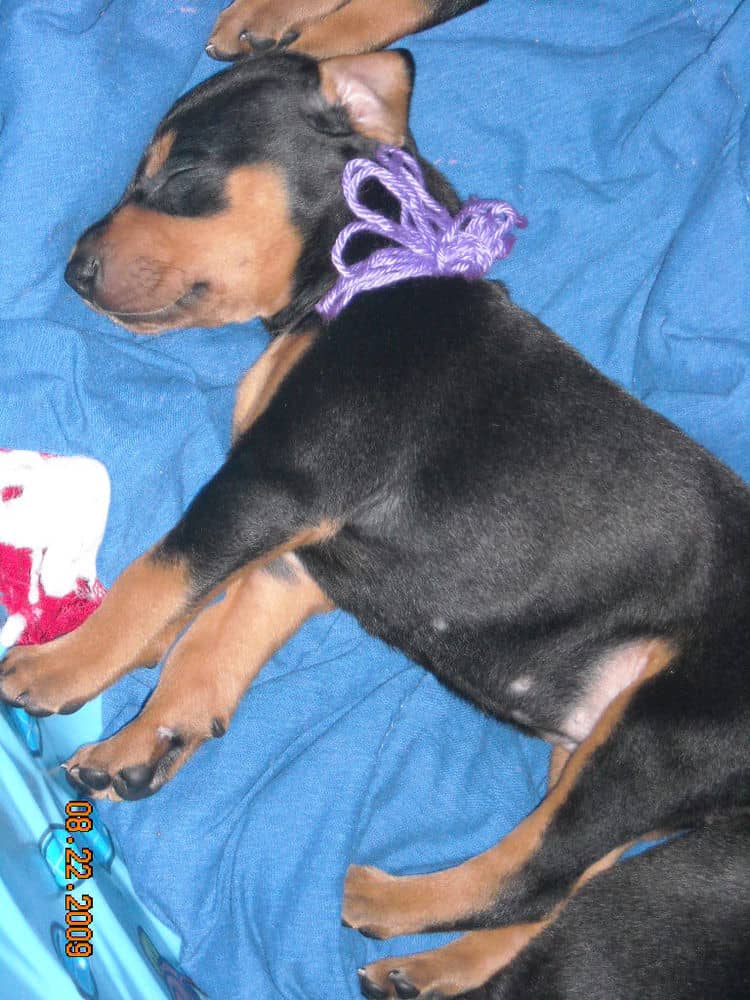 Black and rust female doberman puppy