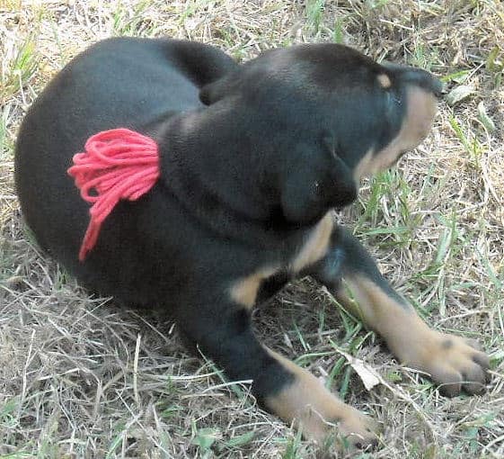black and rust male doberman puppy