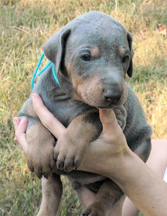 blue and rust male doberman puppy