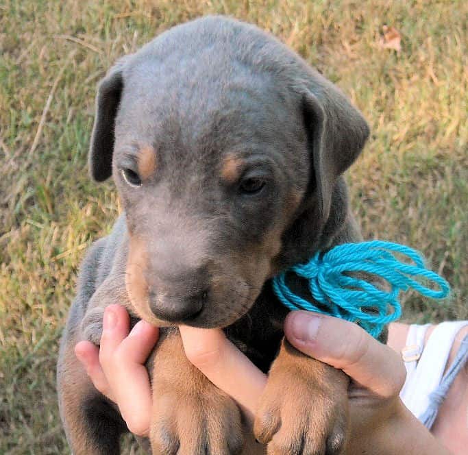 blue and rust male doberman puppy