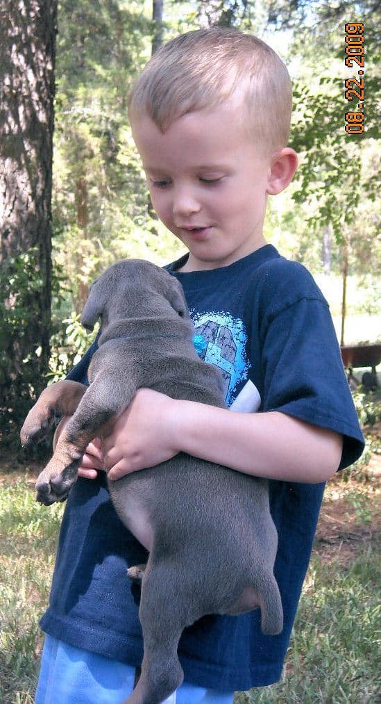 blue and rust male doberman puppy