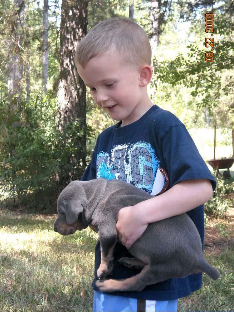 blue and rust male doberman puppy