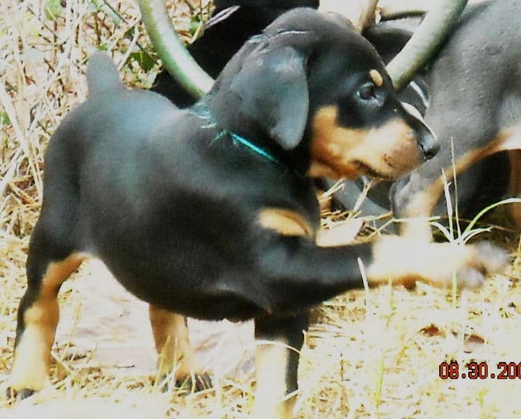 black female doberman pup