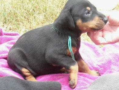 black female doberman pup