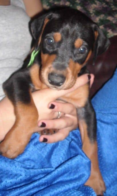 black female doberman pup