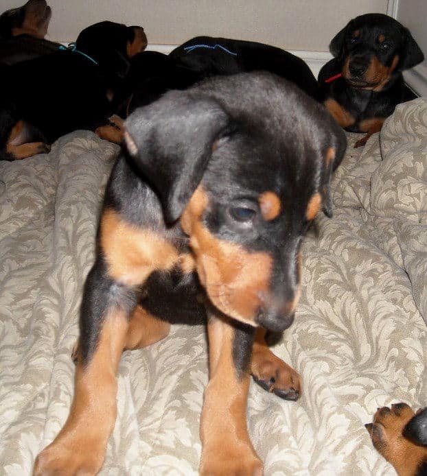 black female doberman pup