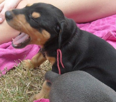 black female doberman pup