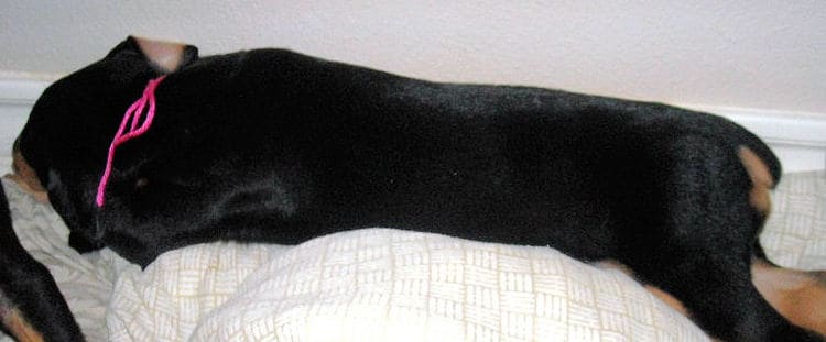black female doberman pup
